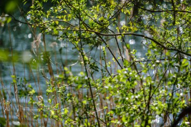 Taze yeşil huş ağacı yaprakları baharda