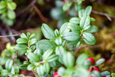 ormanda yosun büyüyen kırmızı lingonberry kızılcık 