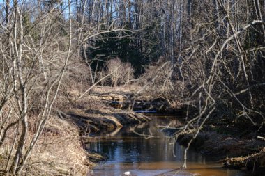 orman bahar kuru ağaç gövdeleri