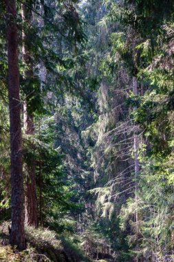 Taze bahar yeşili ladin ağacı ormanı güneşli bir günde