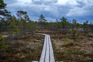 bataklık ulusal par güzel ahşap plank boardwalk patikalar