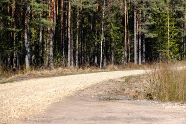 güneş ışınları ve gölgeler ile ormanda boş çakıl toz yolu