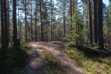 güneş ışınları ve gölgeler ile ormanda boş çakıl toz yolu