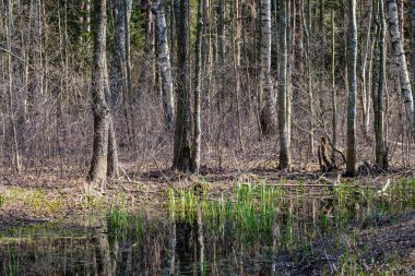 huş ağacı ve aspen ağacı ilk baharda ilk yaprakları yumurtadan ile büyümek