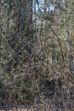 orman bahar kuru ağaç gövdeleri