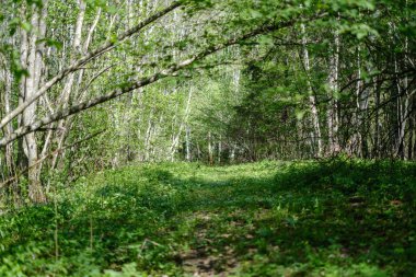 ilkbaharda taze yeşil orman ağaçları
