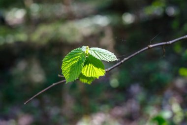 Taze yeşil huş ağacı yaprakları baharda