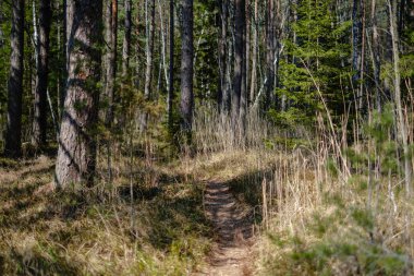 huş ağacı ve aspen ağacı ilk baharda ilk yaprakları yumurtadan ile büyümek