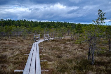 bataklık ulusal par güzel ahşap plank boardwalk patikalar
