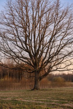 arkasında güneş ile gün batımında açık alanda büyük meşe ağacı