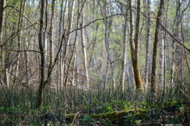 ilkbaharda taze yeşil orman ağaçları