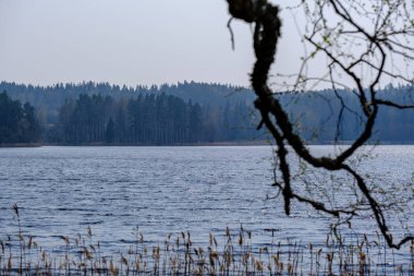 su vücut bac üzerinde küçük taze yaprakları ile bahar ağacı dalları
