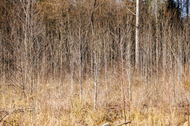 gri günde yapraksız erken ilkbaharda çıplak ağaç dalları