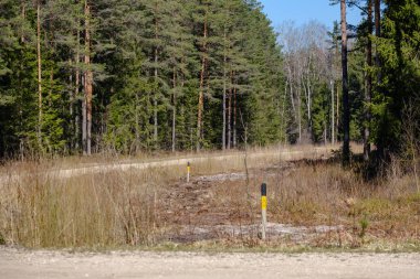 Taze bahar yeşili ladin ağacı ormanı güneşli bir günde