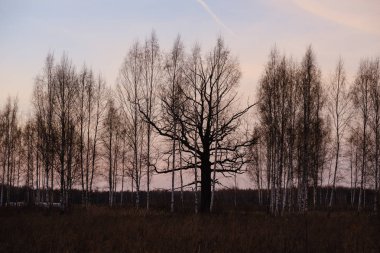 arkasında güneş ile gün batımında açık alanda büyük meşe ağacı