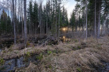 orman yakınındaki kirli gölet suyunda karanlık güneş yansıması