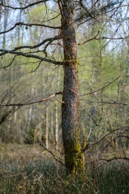 ilkbaharda taze yeşil orman ağaçları