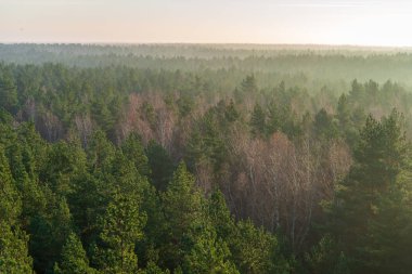 geç sonbaharda sis le kaplı alanlar ve ormanlar