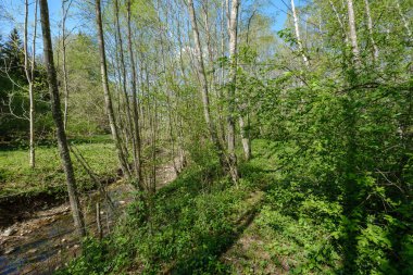 düşük su seviyesi ile ormanda kaya kaplı nehir yatağı