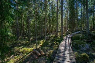 kayalar ve yosun ile karanlık gizemli ladin ağaç orman