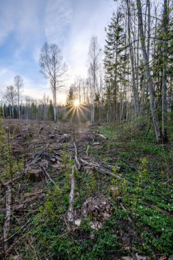 huş ağacı ve aspen ağacı ilk baharda ilk yaprakları yumurtadan ile büyümek