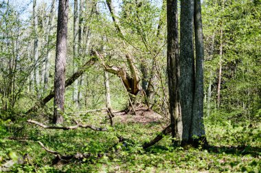 ilkbaharda taze yeşil orman ağaçları
