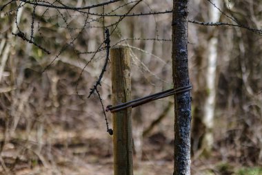 orman bahar kuru ağaç gövdeleri