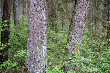ilkbaharda ağaçlarda ilk taze yeşil yapraklar