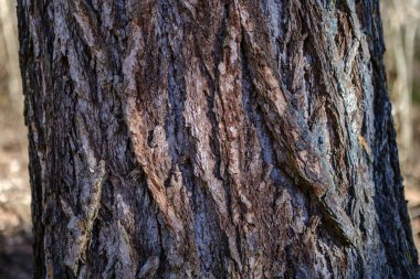 orman bahar kuru ağaç gövdeleri