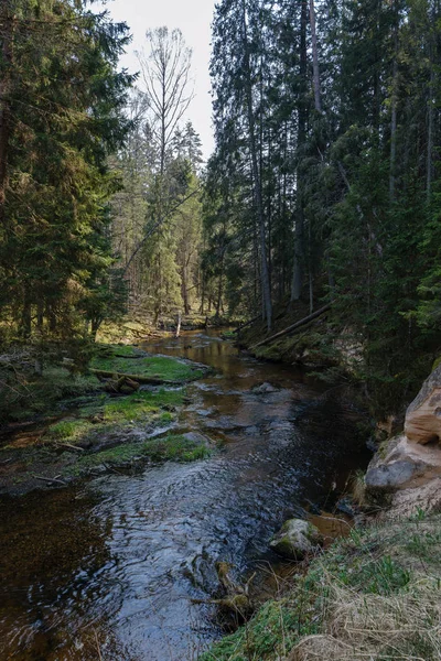 rock covered river bed in forest with low water level