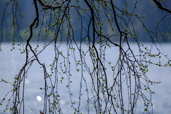 Ramos de árvore de primavera com pequenas folhas frescas sobre o corpo de água bac — Fotografia de Stock