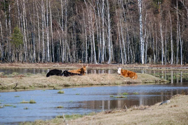 Vacas salvajes en pastos desnudos en primavera — Foto de Stock