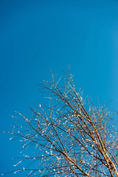 Galhos de árvore congelados com geada no fundo do céu azul — Fotografia de Stock