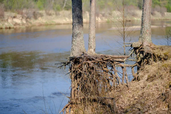 Forest lake surrounded by tree trunks and branches with no leave — Stock Photo, Image