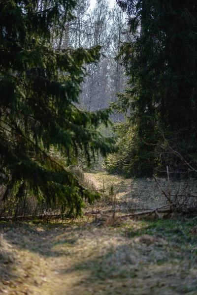 Lege gravel Dust Road in bos met zonnestralen en schaduwen — Stockfoto