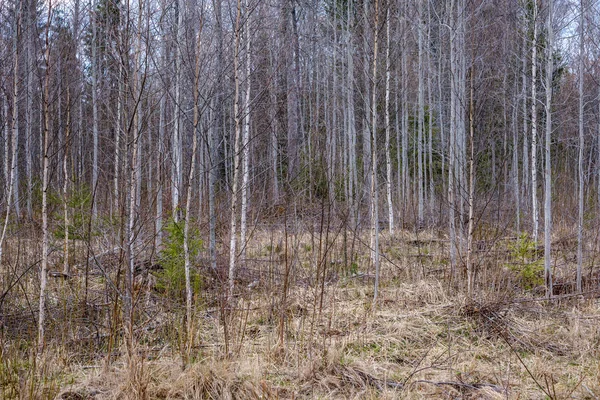 Rami di albero nudi all'inizio della primavera senza foglie nella giornata grigia — Foto Stock