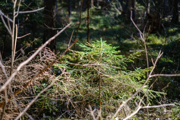 Taze bahar yeşili ladin ağacı ormanı güneşli bir günde — Stok fotoğraf