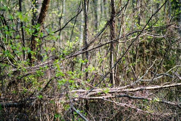 Arbres frais de forêt verte au printemps — Photo