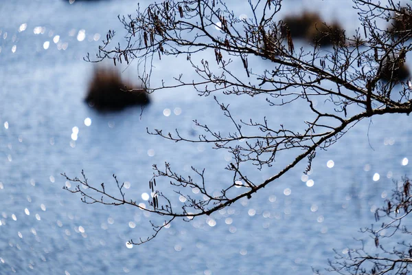 Δασική λίμνη που περιβάλλεται από κορμούς δέντρων και κλαδιά χωρίς άδεια — Φωτογραφία Αρχείου