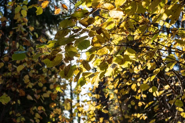 Höst färgade gyllene träd löv i naturen i soliga dagar — Stockfoto