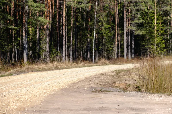 empty gravel dust road in forest with sun rays and shadows