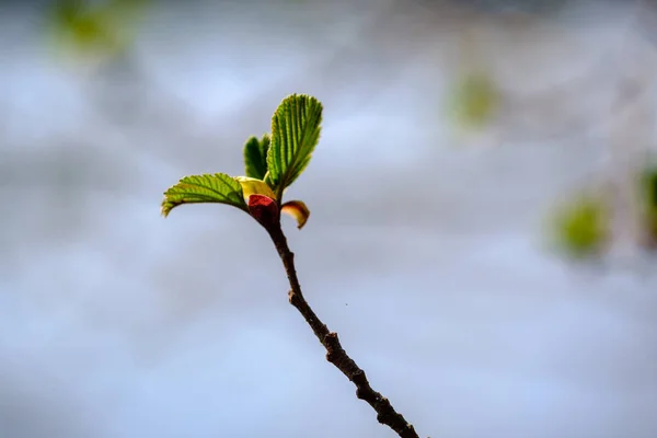 Wiosna gałęzie drzewa z małych świeżych liści nad wodą ciała BAC — Zdjęcie stockowe