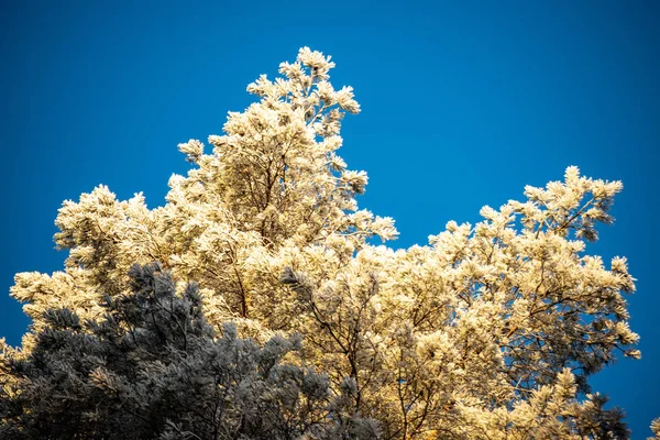 Bevroren boomtakken met vorst op blauwe hemel achtergrond — Stockfoto