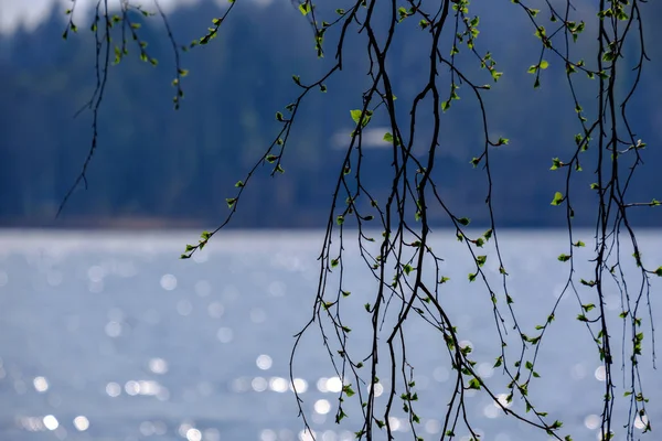 Branches d'arbres de printemps avec de petites feuilles fraîches sur le plan d'eau bac — Photo