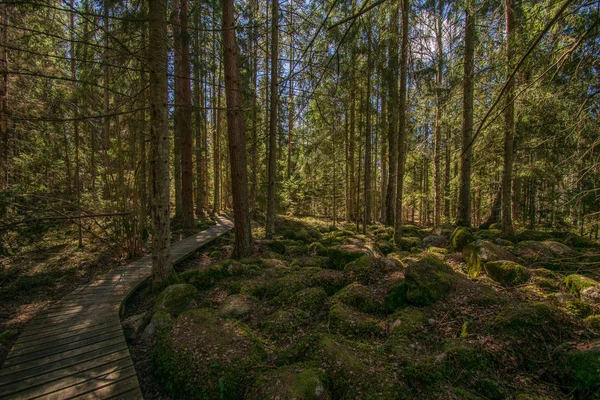 Ciemny tajemniczy świerk Las z kamieniami i mchem — Zdjęcie stockowe