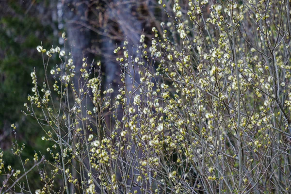 Naked tree branches in early spring with no leaves on grey day — Stock Photo, Image