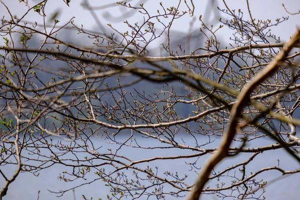 Rami di alberi primaverili con piccole foglie fresche sopra bac corpo acqua — Foto Stock