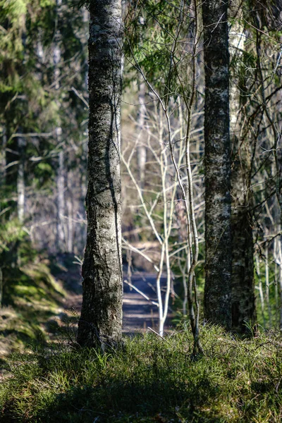 Jeune forêt fraîche d'épinettes vertes de printemps par temps ensoleillé — Photo