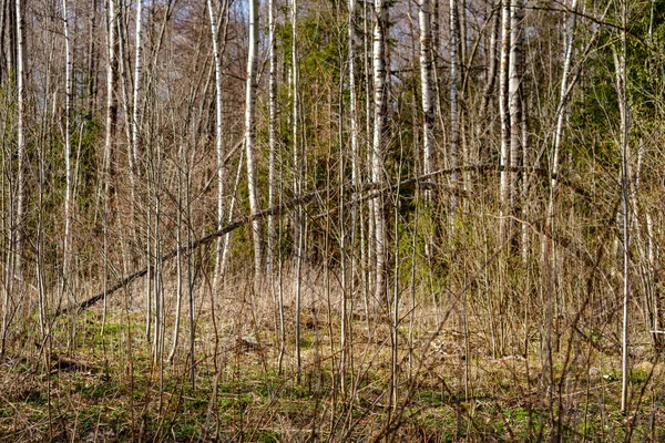 Huş ağacı ve aspen ağacı ilk baharda ilk yaprakları yumurtadan ile büyümek — Stok fotoğraf