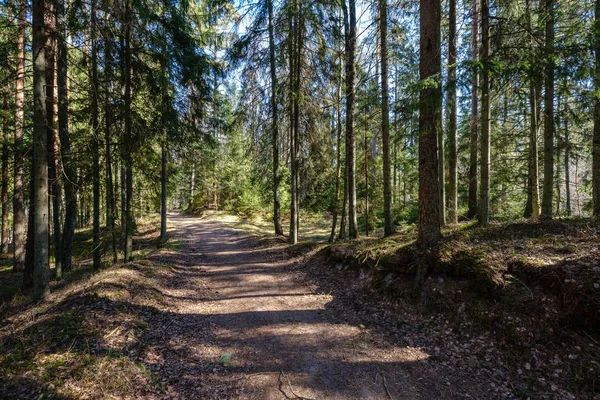 empty gravel dust road in forest with sun rays and shadows